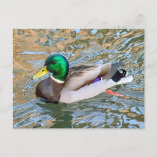 Postal Pato Mallard. Bute Park, Cardiff, Gales
