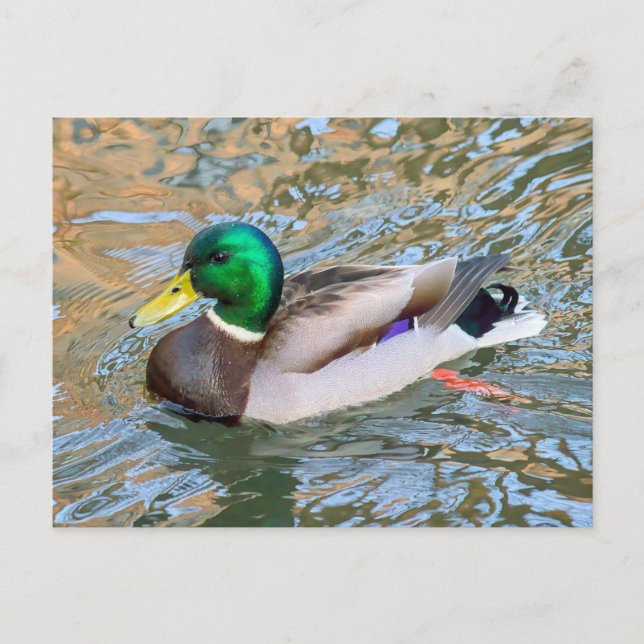 Postal Pato Mallard. Bute Park, Cardiff, Gales (Anverso)
