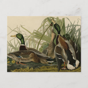 Postal Pato Mallard de los pájaros de América de Audubon