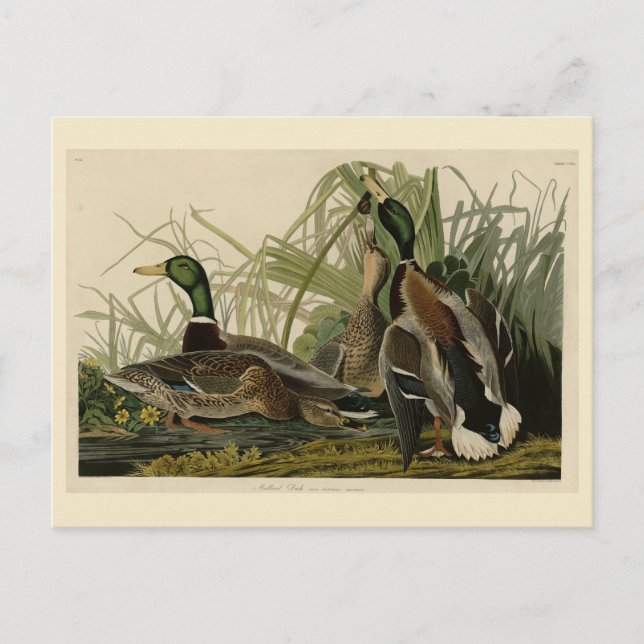 Postal Pato Mallard de los pájaros de América de Audubon (Anverso)