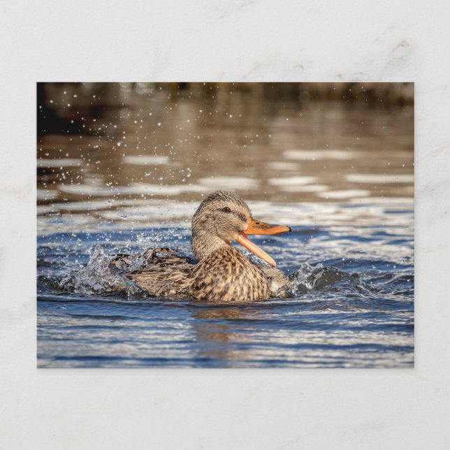 Postal Pato Mallard en Downing Park (Anverso)