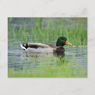 Postal Pato mallard en un estanque