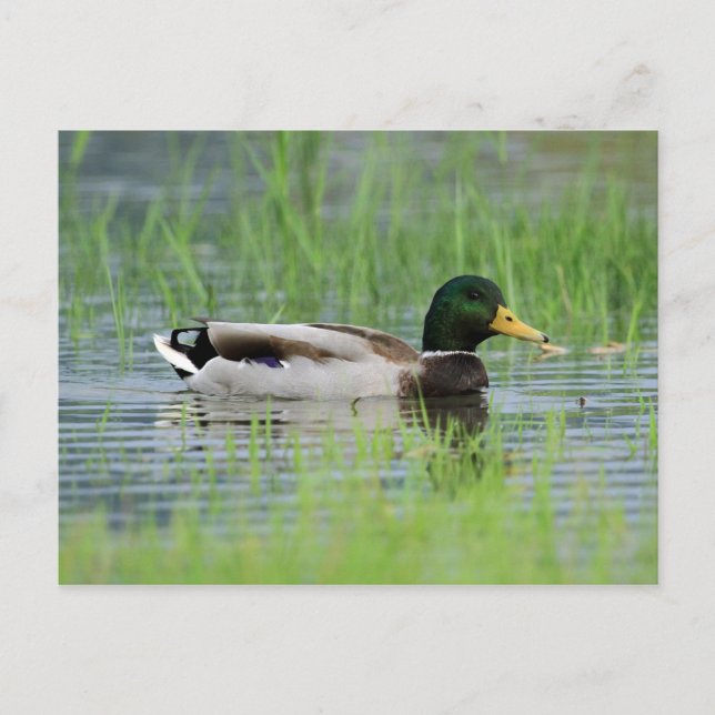 Postal Pato mallard en un estanque (Anverso)