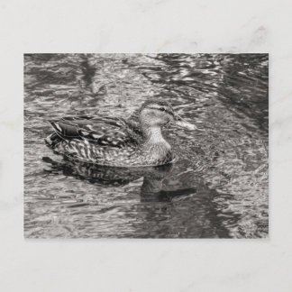 Postal Pato mallard (hembra) Tono cálido negro y blanco