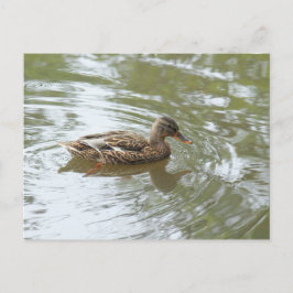 Postal Pato Mallard Joven - Lago Roath Park, Cardiff, Rei