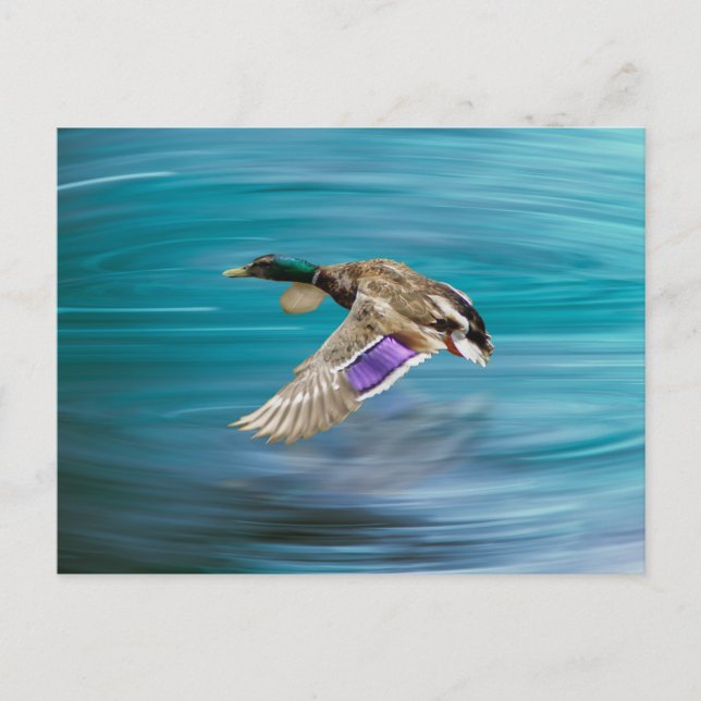 Postal Pato mallard volando (Anverso)