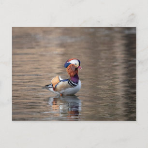 Postal Pato Mandarin