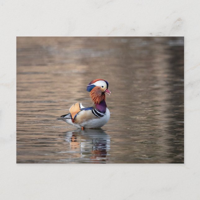 Postal Pato Mandarin (Anverso)