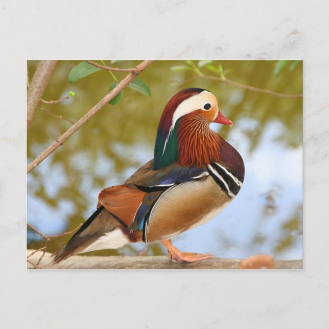 Postal Pato Mandarin (Anverso)