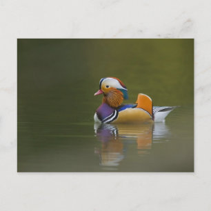 Postal Pato mandarín salvaje (Aix galericulata) sobre fon