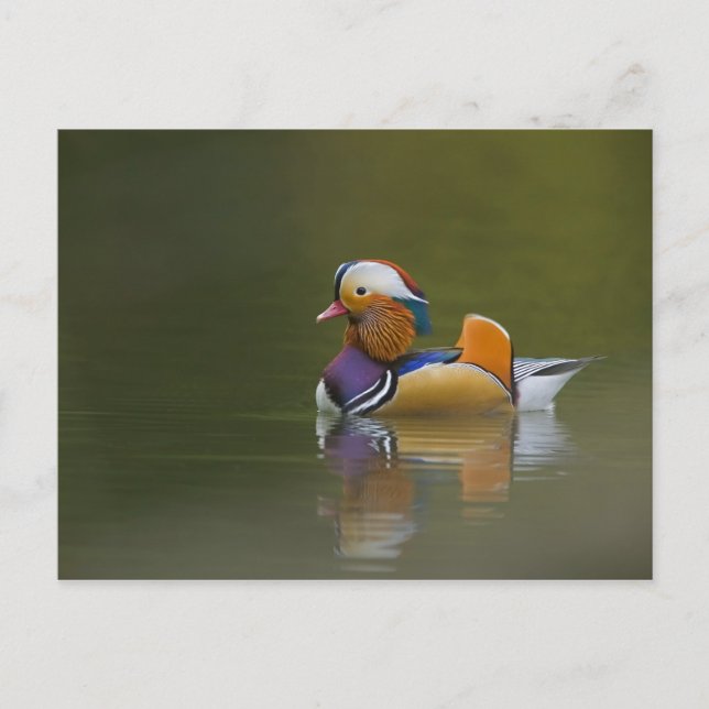 Postal Pato mandarín salvaje (Aix galericulata) sobre fon (Anverso)