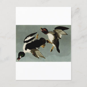 Postal Pato marino común de goldeneye