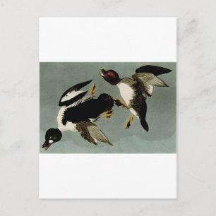 Postal Pato marino común de goldeneye