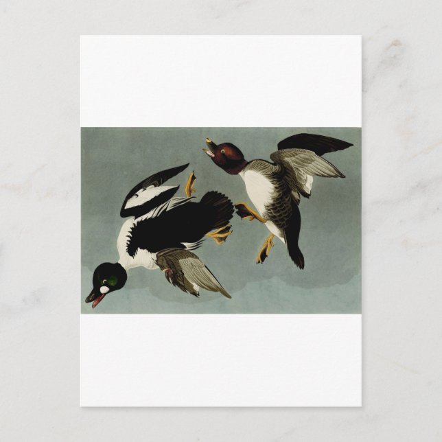 Postal Pato marino común de goldeneye (Anverso)