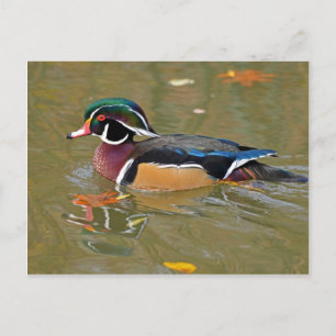 POSTAL PATO NADANDO EN EL LAGO. HERMOSO REGALO DE PATO DE