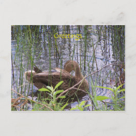 Postal Pato nadando en un estanque