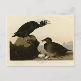 Postal Pato negro o de surf