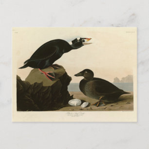 Postal Pato negro o de surf de los pájaros estadounidense