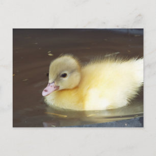 Postal Pato pequeño