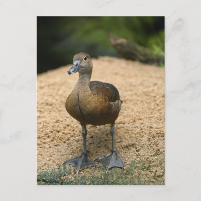 Postal Pato pequeño curioso (Anverso)
