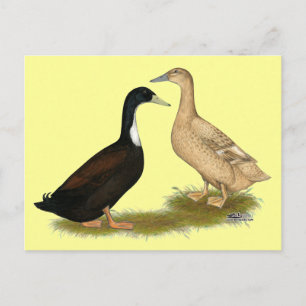 Postal Pato Ponedor Híbrido