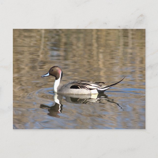 Postal Pato Rabudo Nada En Un Estanque (Anverso)