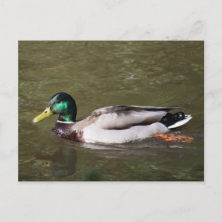 Postal Pato real