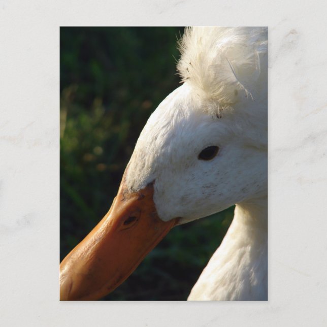 Postal Pato reposado (Anverso)