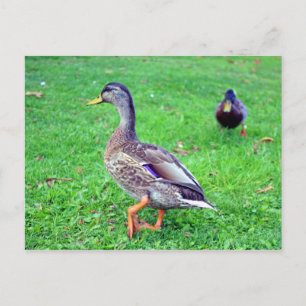 Postal pato salvaje
