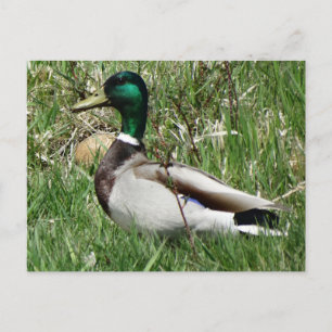 Postal Pato silvestre drake greenhead en la hierba