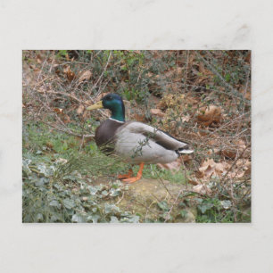 Postal Pato silvestre en el parque del regente