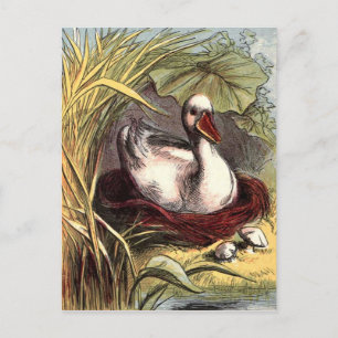 Postal Pato vintage