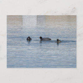 Postal Patos