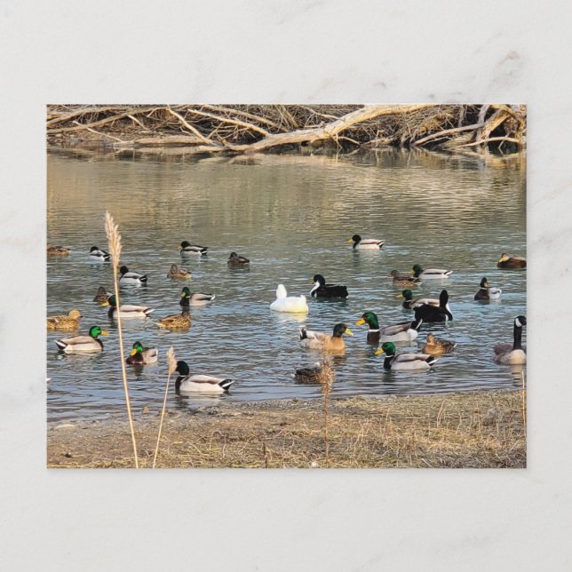 Postal Patos (Anverso)