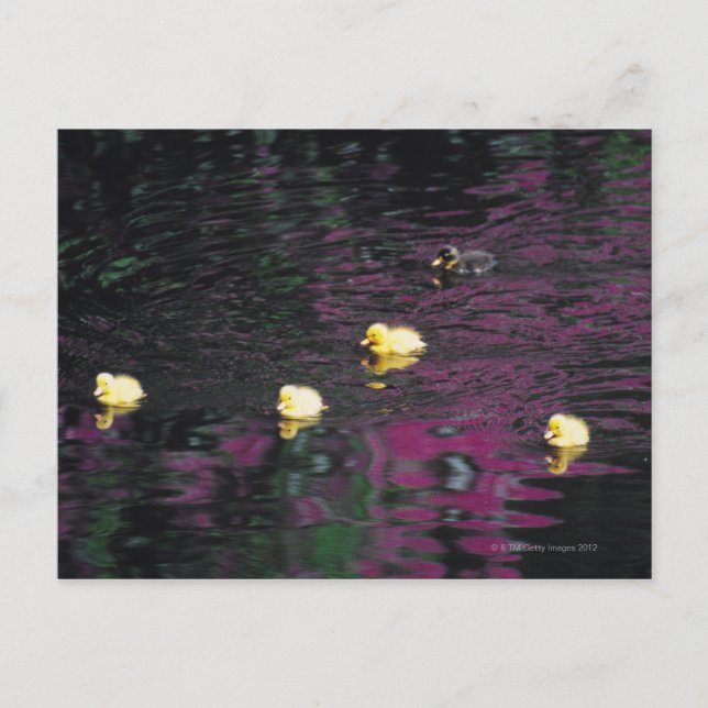 Postal patos (Anverso)
