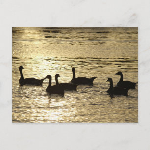 Postal patos