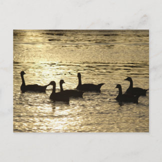 Postal patos