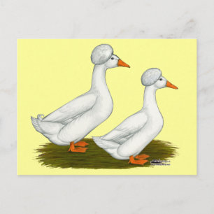 Postal Patos: Blanco Crested