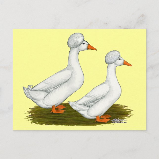 Postal Patos:  Blanco Crested (Anverso)