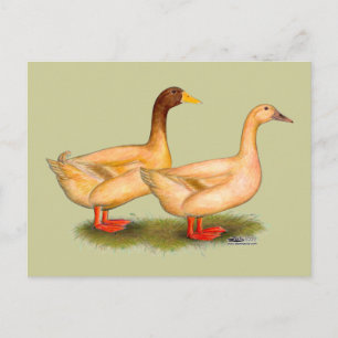 Postal Patos: Buff Orpington