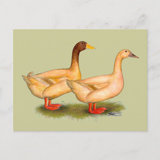 Postal Patos: Buff Orpington (Anverso)