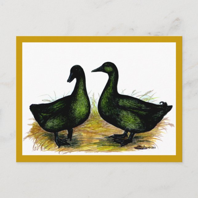 Postal Patos: Cayuga Pair (Anverso)