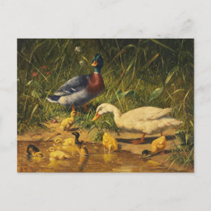 Postal Patos con crías en el agua por Carl Jutz