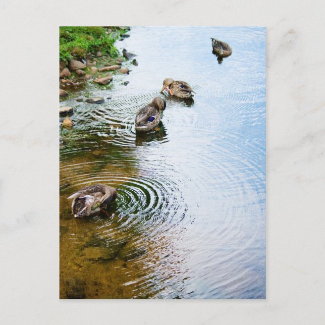 Postal Patos de cultivo 2 (Anverso)