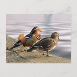 Postal Patos de mandarín a la fraternidad