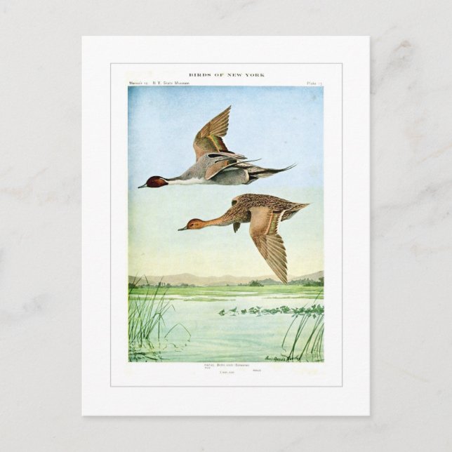 Postal Patos de pintail (Anverso)