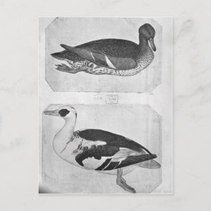 Postal Patos, del álbum The Vallardi