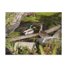 Patos del parque del descubrimiento