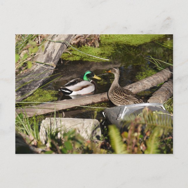 Postal Patos del parque del descubrimiento (Anverso)