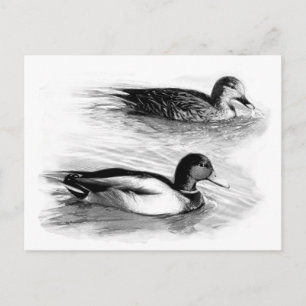 Postal Patos en el lago